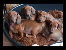 Dachshund Puppies Growing Up Time Lapse