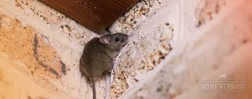 How To Get Rid Of Mice In Any Ceiling