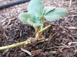 Image result for small strawberry plants