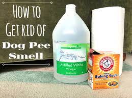 removing pet urine from carpet with