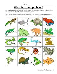 Reptiles And Amphibians Worksheet Orientalmain Club