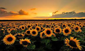Sunflower Laptop Wallpapers - Top Free ...