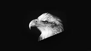 mr65 eagle dark bird face bw