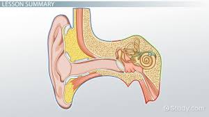 cochlea definition function