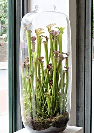 indoor plants for brisbane homes
