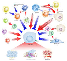 Immunometabolism A Novel Perspective Of Liver Cancer