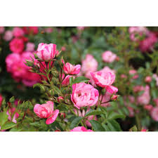 flower carpet r rose pink splash