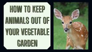 Keep Deer Away From Your Plants And