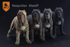 Baby Blue Kennels Producing Neapolitan Mastiff Puppies With