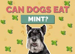 Can Dogs Eat Mint What You Need To