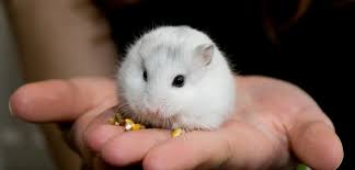 Download royalty free photos, videos and music. Hamster Picture 835 1000 Jpg 1000 Images About Cute And Funny Hamsters On Pinterest Write Me A Hot Or Nasty Comment Make Hot Tribute Pictures And Publish Them