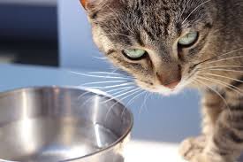 how long can cats go without water a