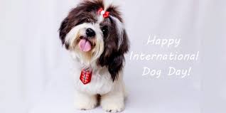 This holiday was created in 2004 by colleen paige, a pet & family lifestyle expert and animal advocate. Dogs Take Over The World On International Dog Day 2019 Dogexpress