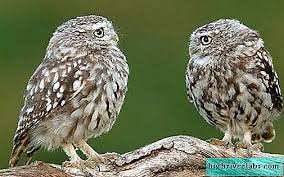 Dan bagaimanakah ciri khas pada tubuh burung. Burung Burung Hantu Brownie Gaya Hidup Dan Habitat Owl House Burung