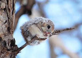 Where Do Flying Squirrels Live Www