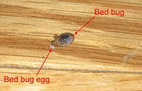 how to prevent bed bugs while traveling