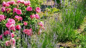 31 companion plants to grow with roses