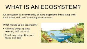 what is ecosystem in urdu hindi