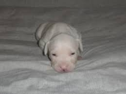 Maybe you would like to learn more about one of these? American Pit Bull Terrier Puppies In Michigan