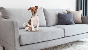 dog smell out of a couch
