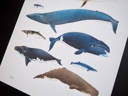 Discount Size Error Whale Chart Poster Fine Art Print Please Read Description