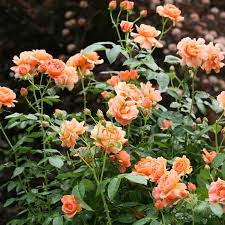 rose shrubs at lowes com
