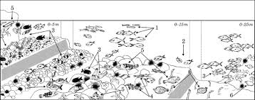 Fish Assemblages Of Cais Do Carvão Bay