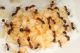 how to get rid of ants fast