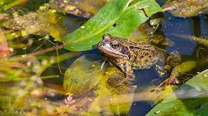 Amphibians Found In Uk Wetlands Wwt