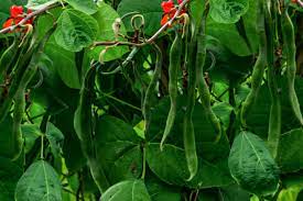 how to grow and care for runner beans