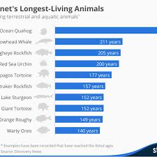 The Longest Lived Animals On Earth In One Chart Vox