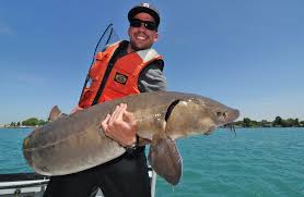 Divergent Migration In Lake Sturgeon Animal Ecology In Focus