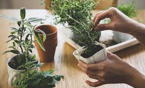 7 Reasons To Grow An Indoor Herb Garden