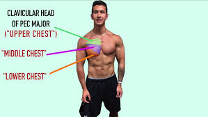 A muscle strain or pull happens when your muscle is stretched or torn. 8 Lower Chest Workouts For Defined Pecs Squatwolf