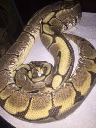 spider ball python morph problems