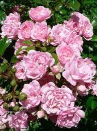 Growing Roses How To Plant And Grow