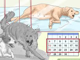 This decision is between you and your veterinarian. 4 Ways To Deal With Puppy Deaths During Birth Wikihow