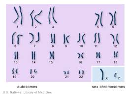 Check spelling or type a new query. How Many Chromosomes Do People Have Medlineplus Genetics