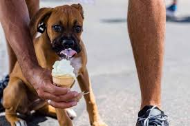 It may be made from dairy milk or cream and is flavoured with a sweetener. Can Dogs Eat Ice Cream Puppyfaqs