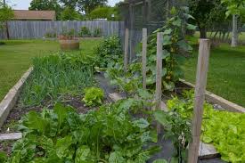 Vegetable Gardening In Austin Texas