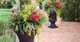Easiest Flowers To Grow In Planter Pots