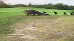 Massive gator spotted at Palmetto golf course (again)