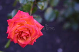 Rose Rosse E Foglie Verdi Su Una Tavola Di Legno Bianca Flor D'annata  Fotografia Stock - Immagine di vuoto, fioraio: 98474308