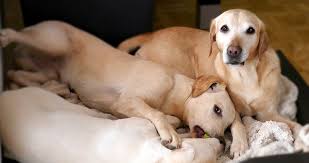 Afoxolaner For Dogs The Labrador Site