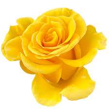 yellow rose flower 21286090 png