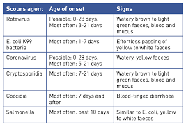 What Causes Scours Age And Signs Calves Farm Animals
