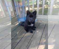 See more ideas about puppies, husky puppy, cute dogs. View Ad Chow Chow Siberian Husky Mix Puppy For Sale Near Minnesota Forest Lake Usa Adn 152827