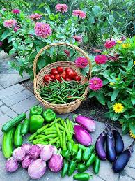 Best Vegetable Fertilizers W Chart