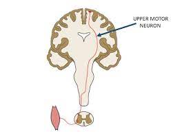 upper motor neuron definition