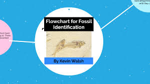 Flowchart For Fossil Identification By Kevin Walsh On Prezi